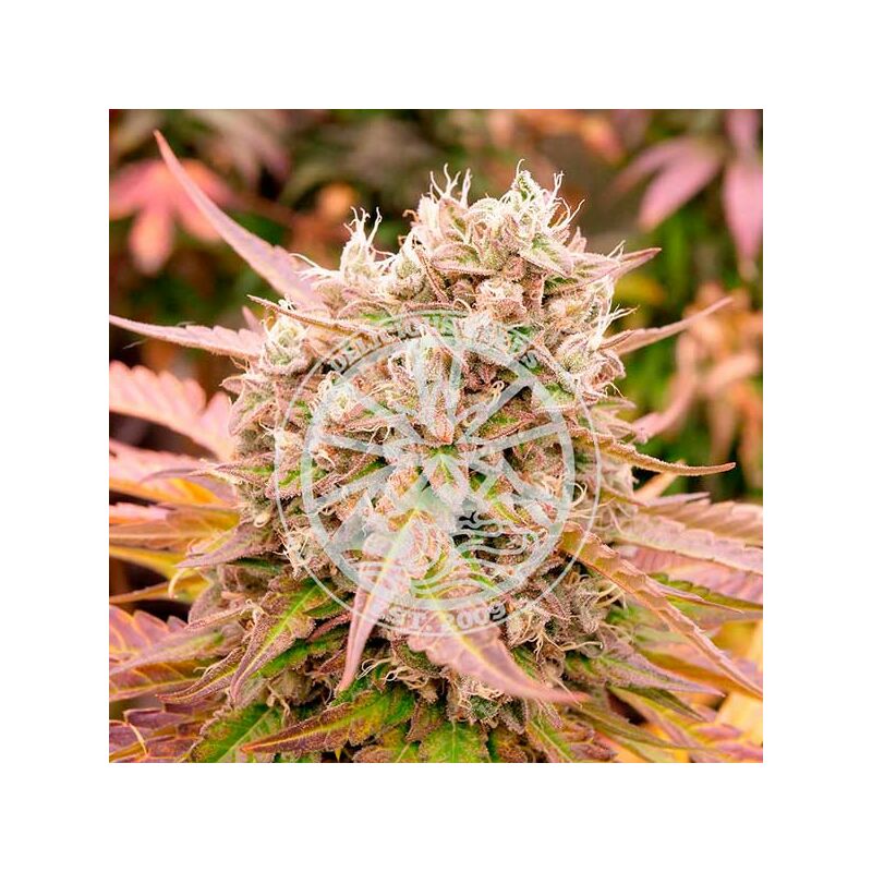 Dark Lemonade Auto, Фасовка: 3